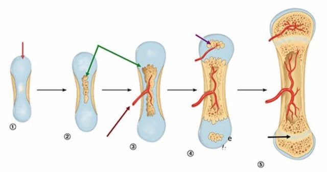 Bàn học thông minh cho bé lớp 1 tại Thành phố Hồ Chí Minh 2 chong gu lung
